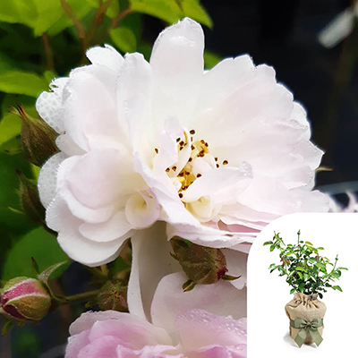 Harkness Roses - Gift Wrapped Arthur's Rose