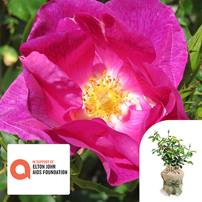 Gift Wrapped Harkness Peachtree Rose