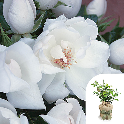Gift Wrapped Harkness Rose 'White Wedding'