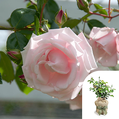 Gift Wrapped Harkness Climbing Rose 'New Dawn' �