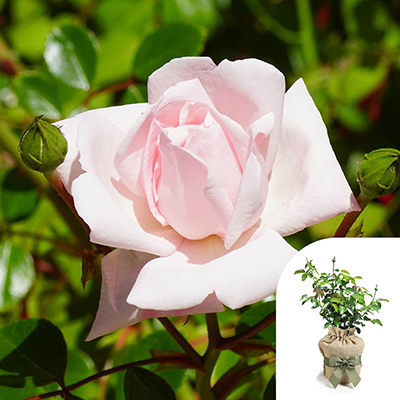 Harkness Roses - Gift Wrapped Joseph's Rose