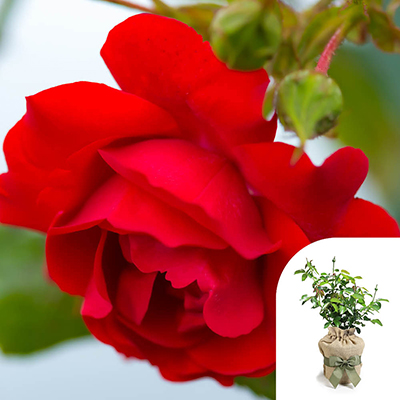 Gift Wrapped Harkness Rose 'Blooming Marvellous' �