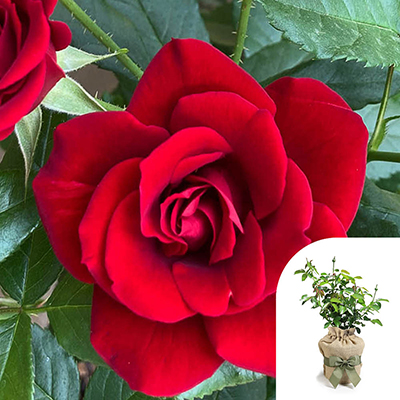 Harkness Roses - Gift Wrapped David's Rose