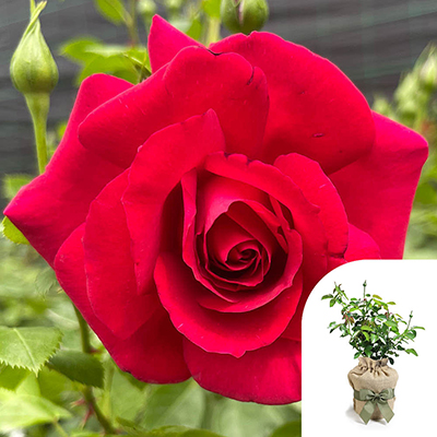 Gift Wrapped Harkness Rose 'The Coronation'