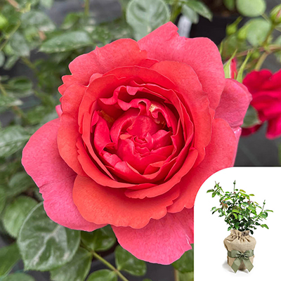 Gift Wrapped Harkness Rose 'Wonderful World' �
