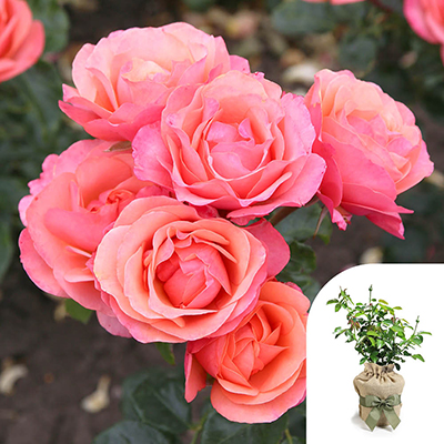 Gift Wrapped Rose of the Year 2026 'Coral Gardens'