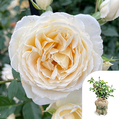 Gift Wrapped Harkness 'Fab at 30' � Birthday Rose