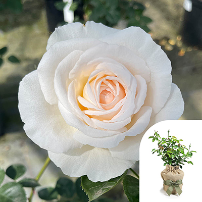 Gift Wrapped Harkness Rose 'Cream Abundance'