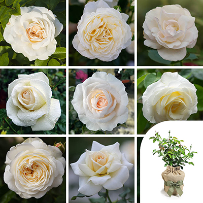 Gift Wrapped Personalise Your Own Cream Rose