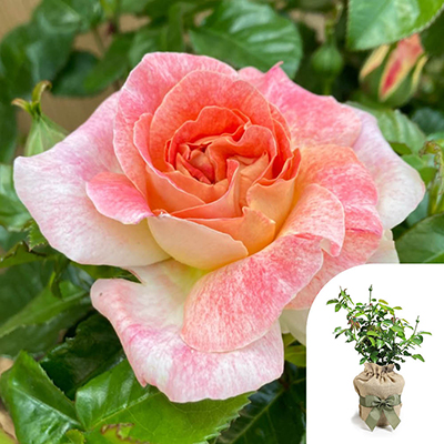 Gift Wrapped Harkness Rose 'Love From Lucy'