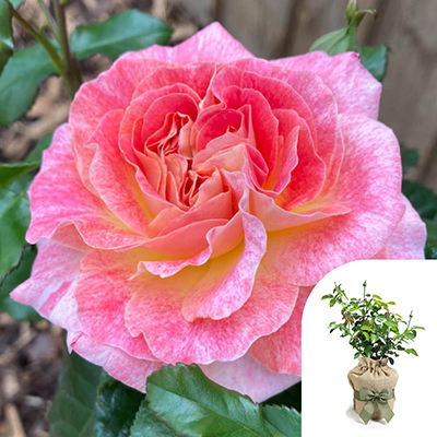 Gift Wrapped Harkness Rose 'Designer Sunset'