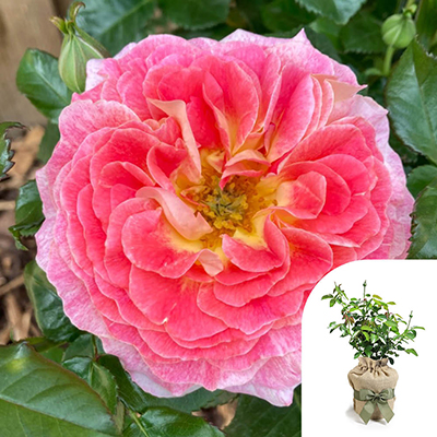 Harkness Roses - Gift Wrapped Jeffrey's Rose