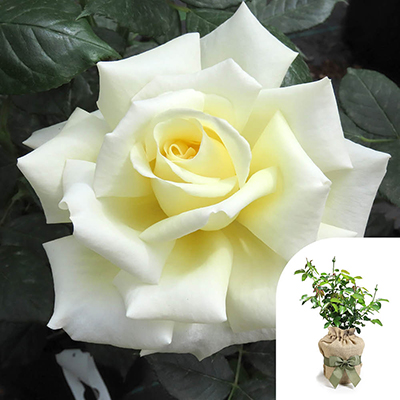 Gift Wrapped Harkness Rose 'Diamond Days' �
