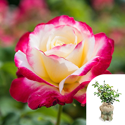 Harkness Roses - Gift Wrapped Thomas's Rose