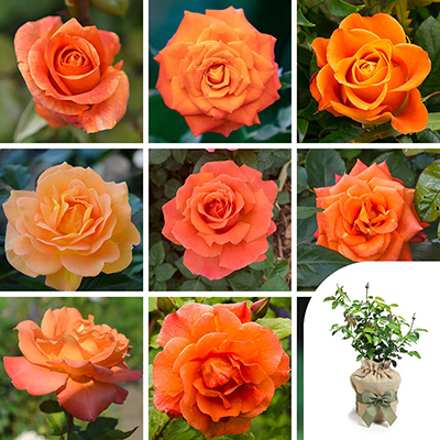 Gift Wrapped Personalise Your Own Orange Rose