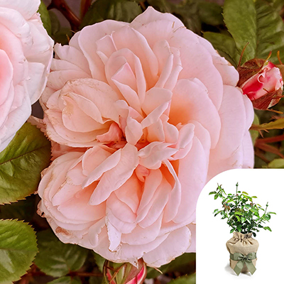 Harkness Roses - Gift Wrapped Deborah's Rose