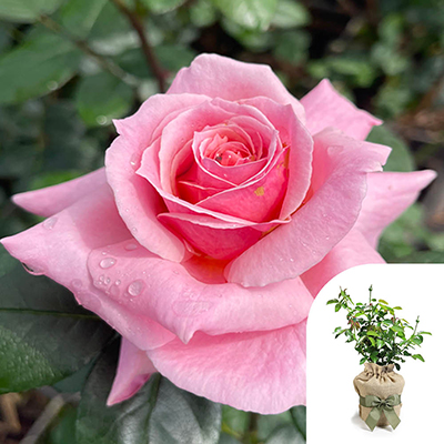 Gift Wrapped Harkness Rose 'English Princess'