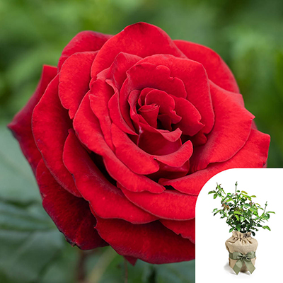 Gift Wrapped Harkness 'Fab at 60' � Birthday Rose