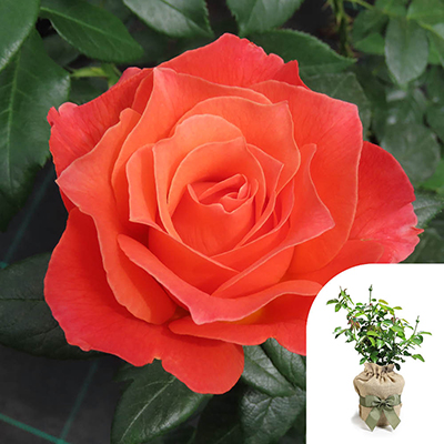 Gift Wrapped Harkness Rose 'To Absent Friends'