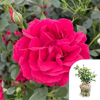 Harkness Roses - Gift Wrapped Richard's Rose