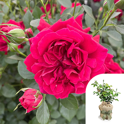 Gift Wrapped Harkness Rose 'Times Past' �