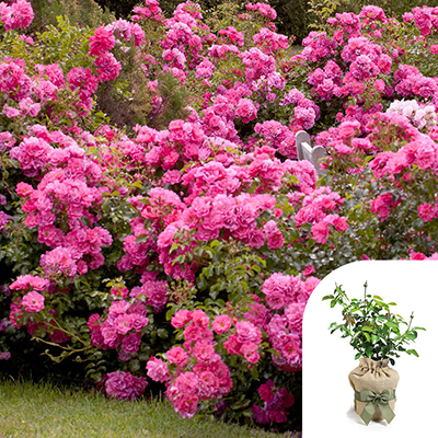 Gift Wrapped Rose 'Flower Carpet Pink'