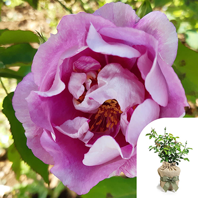 Gift Wrapped Harkness Rose 'Forget You Not' �