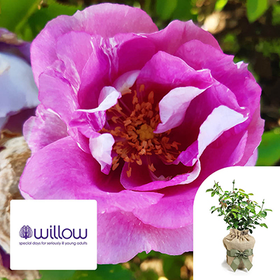 Gift Wrapped Harkness Rose 'Memories and Moments' �