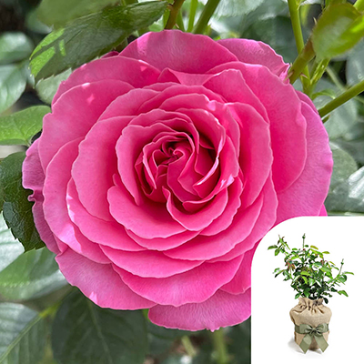 Gift Wrapped Harkness Rose 'Mum You are One in a Million' �