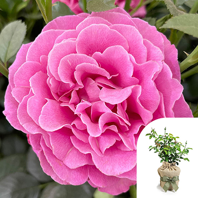 Gift Wrapped Harkness Gemma's Rose �