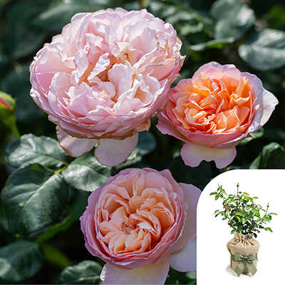 Gift Wrapped Harkness Rose 'Glyndebourne' �