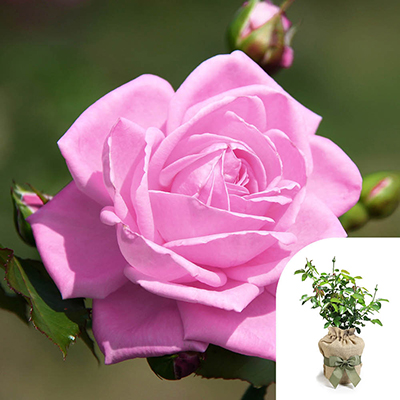 Gift Wrapped Harkness Rose 'Graciously Pink'