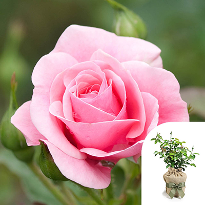 Harkness Roses - Gift Wrapped Karen's Rose