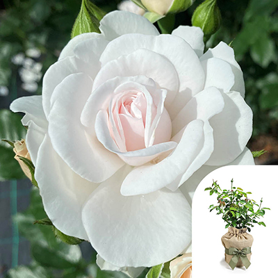 Gift Wrapped Harkness Rose 'Silver Wedding 25th Anniversary' �