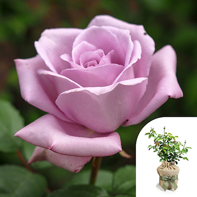 Gift Wrapped Harkness Rose 'Sapphire Wedding 45th Anniversary' �