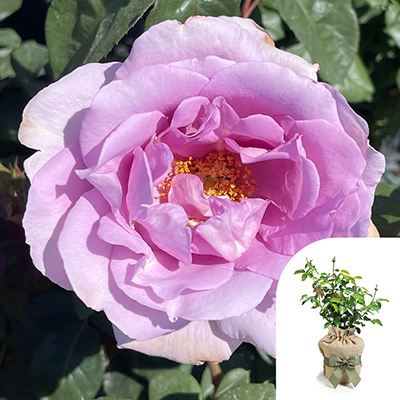 Gift Wrapped Harkness Rose 'Blue Moon'