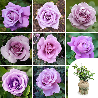 Gift Wrapped Personalise Your Own Purple Rose