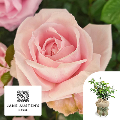 Gift Wrapped Harkness Rose 'Jane Austen's Emma' �