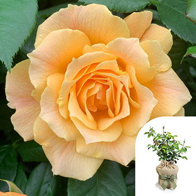 Gift Wrapped Harkness Rose 'Henrietta Barnett'