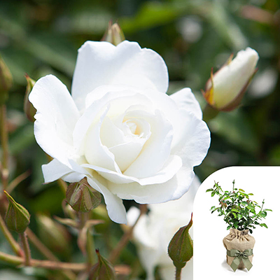 Gift Wrapped Rose 'Iceberg'