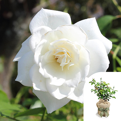 Gift Wrapped Rose 'Snow White'