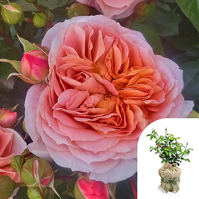 Gift Wrapped Charles' Rose