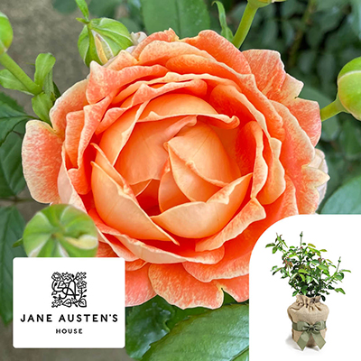 Gift Wrapped Harkness Rose 'Jane Austen' �