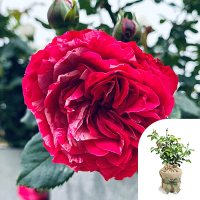 Gift Wrapped Rose 'Duke of Edinburgh'