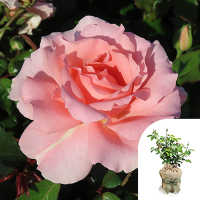 Gift Wrapped Harkness Rose L'Aimant Rose �
