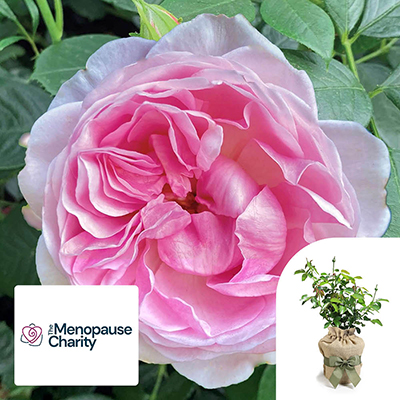 Gift Wrapped Harkness 'The Menopause Charity Rose'