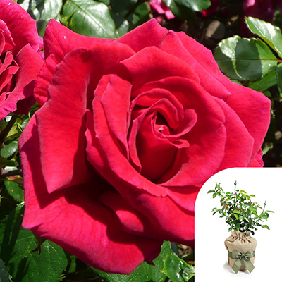 Gift Wrapped Rose of the Year 2018 'Lovestruck'