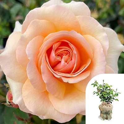 Gift Wrapped Harkness Rose 'Lynda Bellingham'