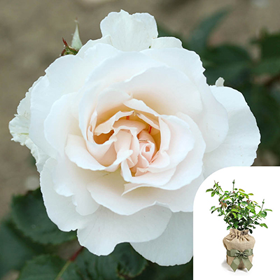 Gift Wrapped Harkness Rose 'Margaret Merril' �