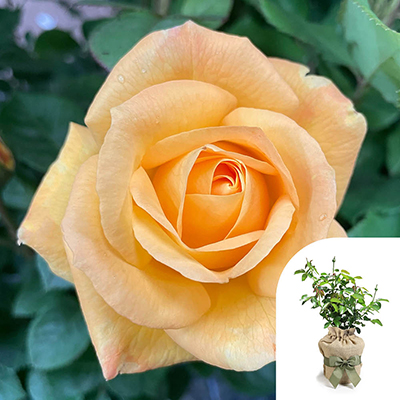 Gift Wrapped Harkness Rose 'A Faithful Friend'